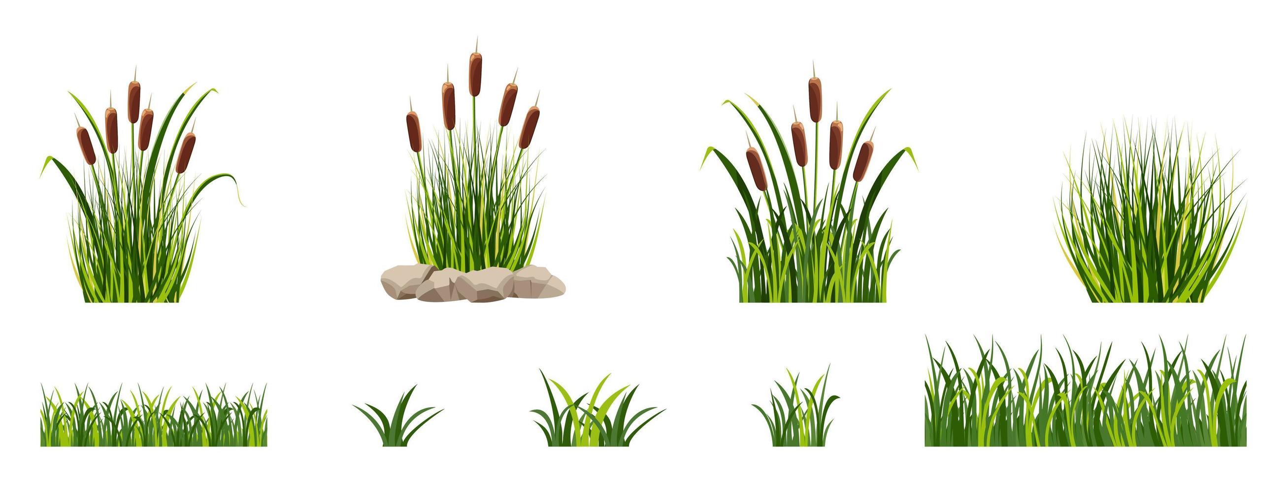 elementos de caña de pantano en la hierba. vegetación de estanques. vector