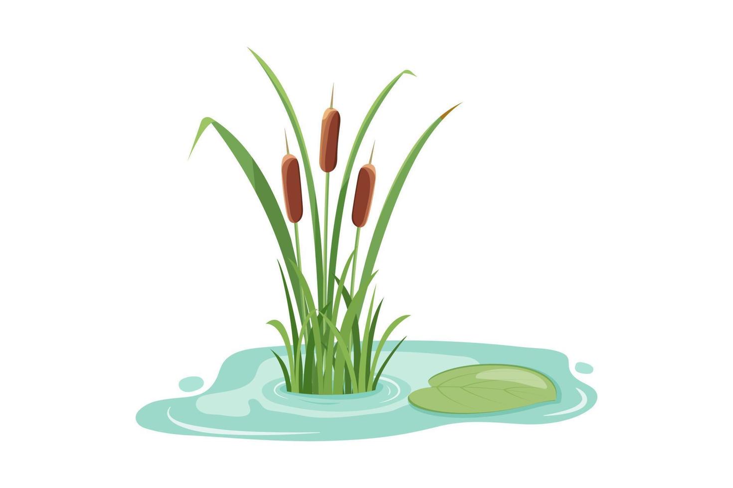 cañas del lago en el agua. ilustración vectorial de vegetación pantanosa aislada sobre fondo blanco. vector