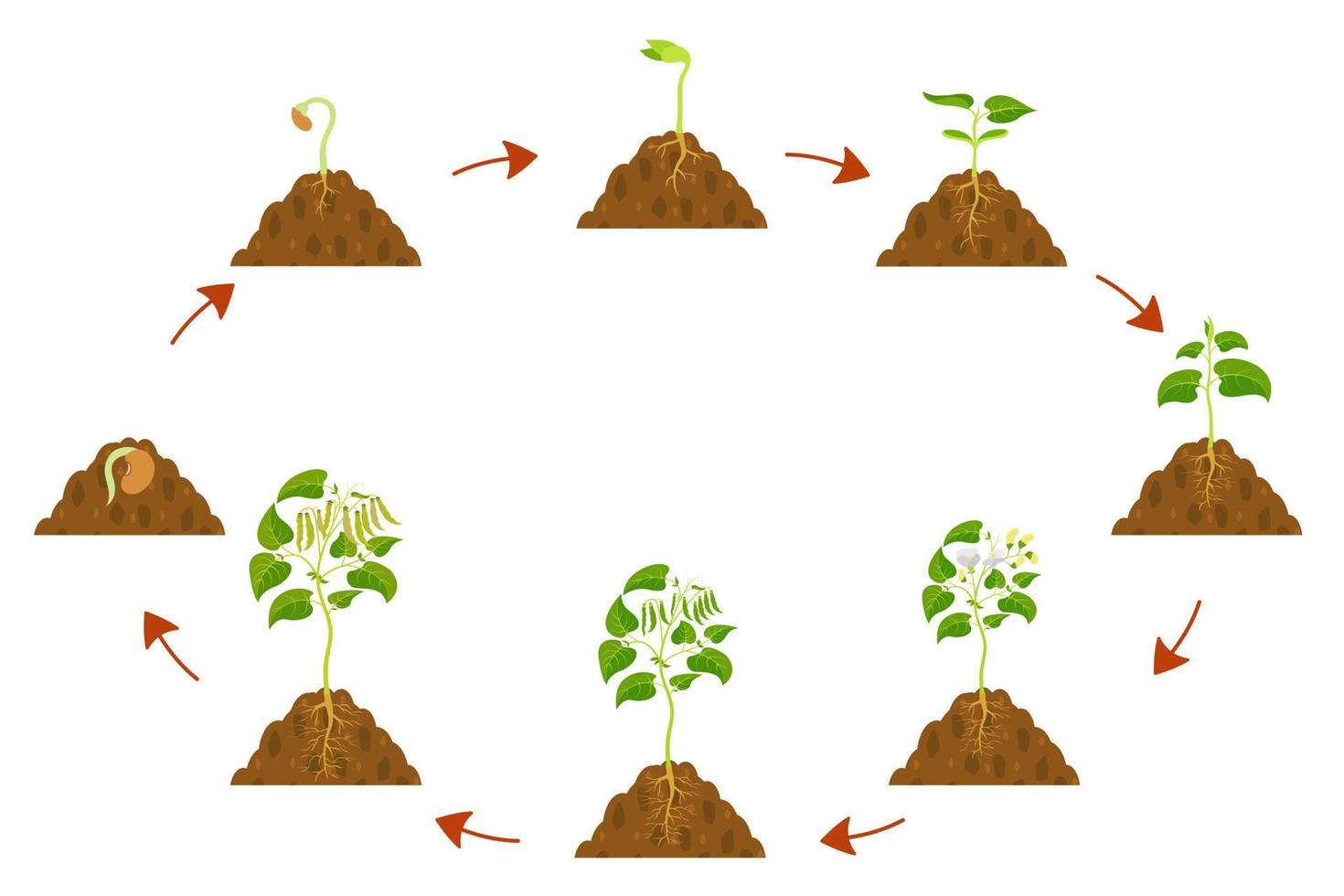 Growth cycle of string beans. Legume development infographic. vector