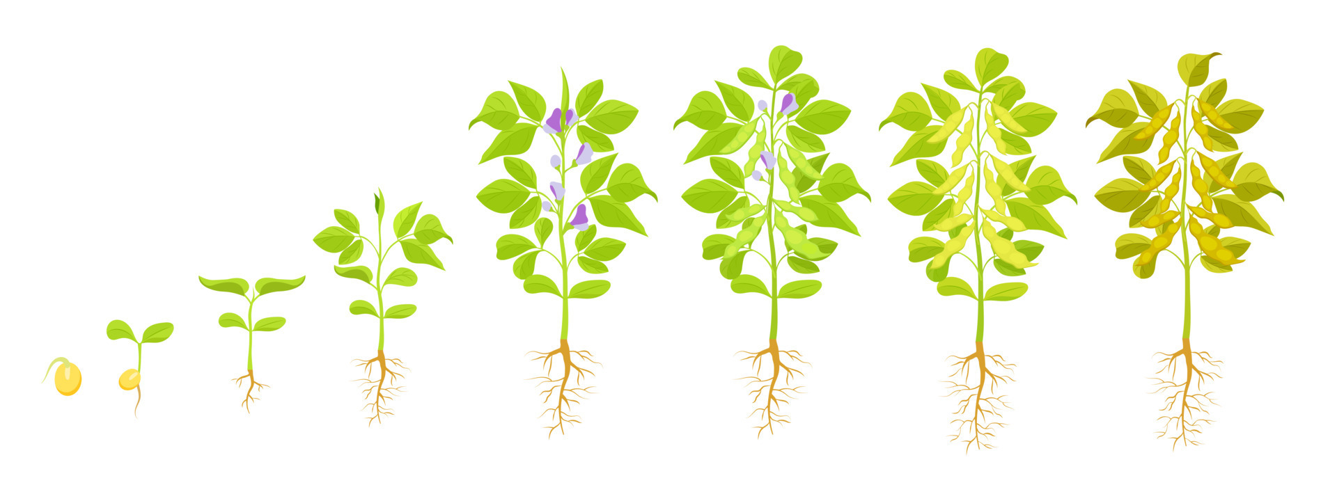 Soybean growth. Vector illustration of phases of seed germination and