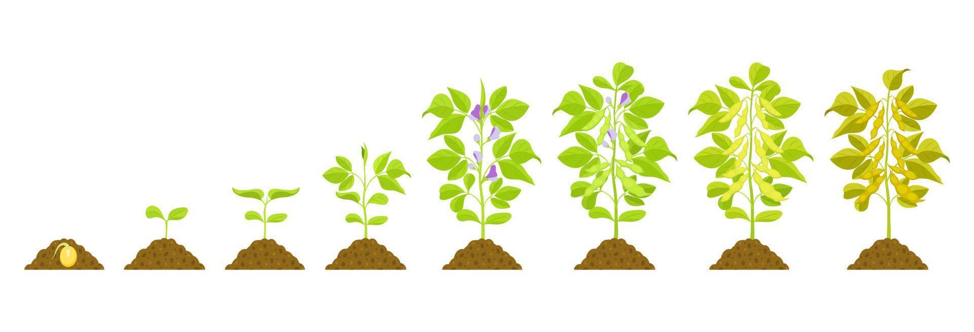 etapas de crecimiento de la soja. ilustración botánica vectorial de las fases de germinación y maduración de las leguminosas. vector