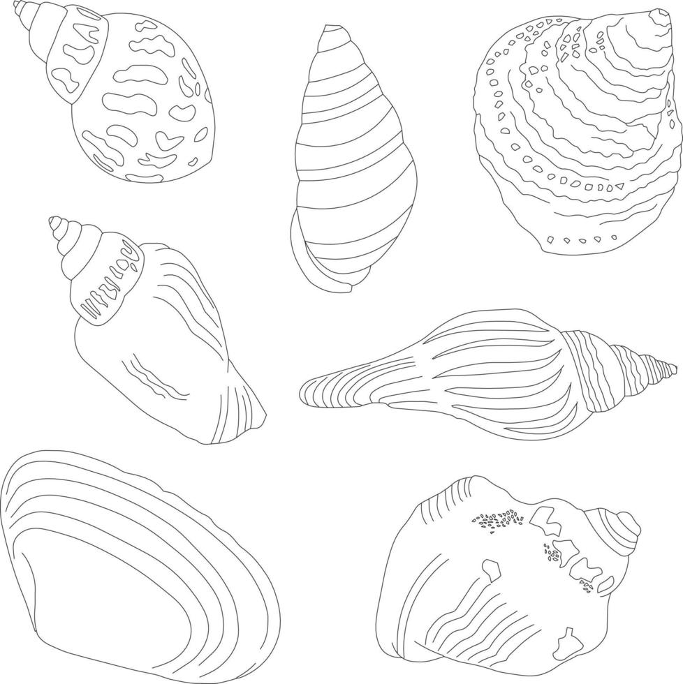 A set of hand-drawn shells. Marine kit. Linear illustrations. vector