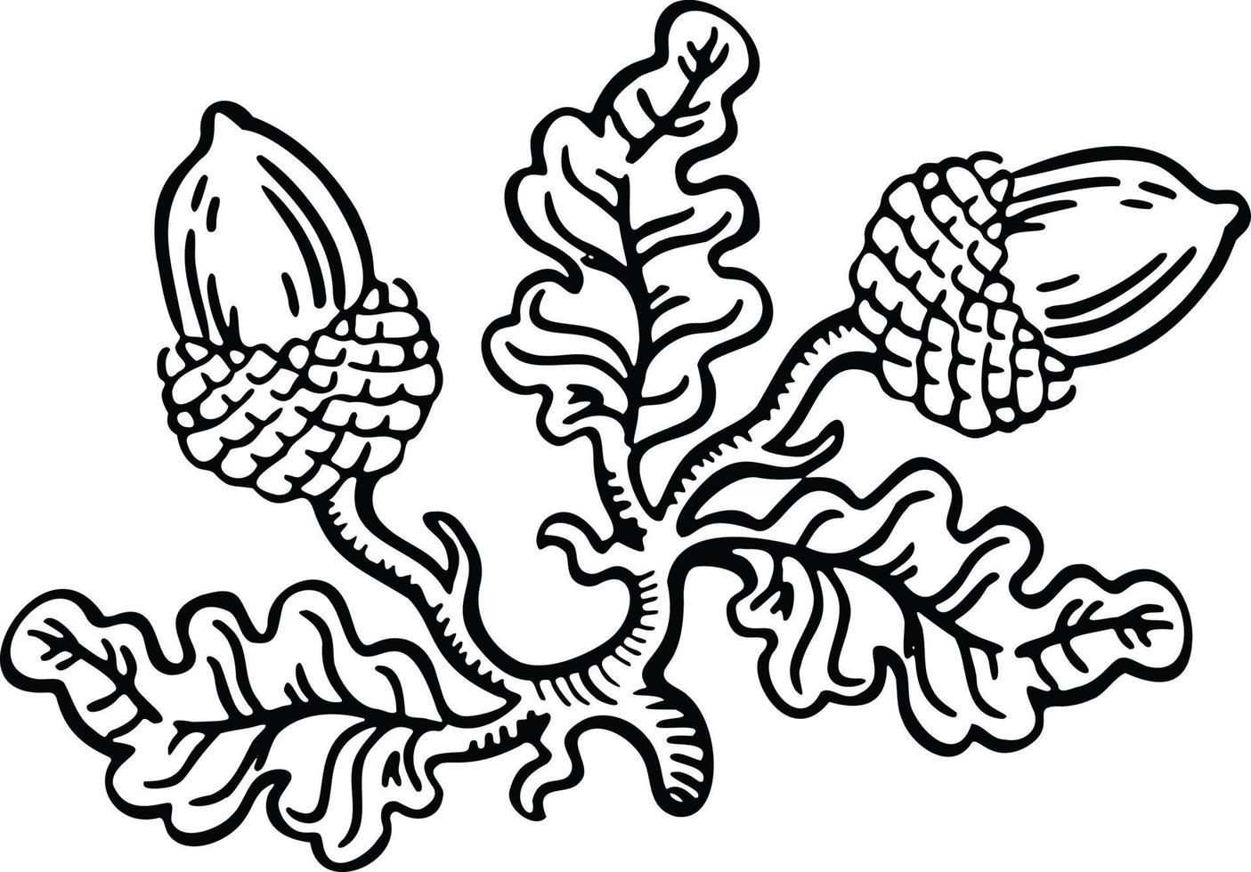 signo lineal en blanco y negro, designación de roble con bellotas, vector de ilustración dibujado a mano