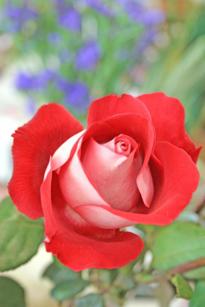 Beautiful red rose flower photo