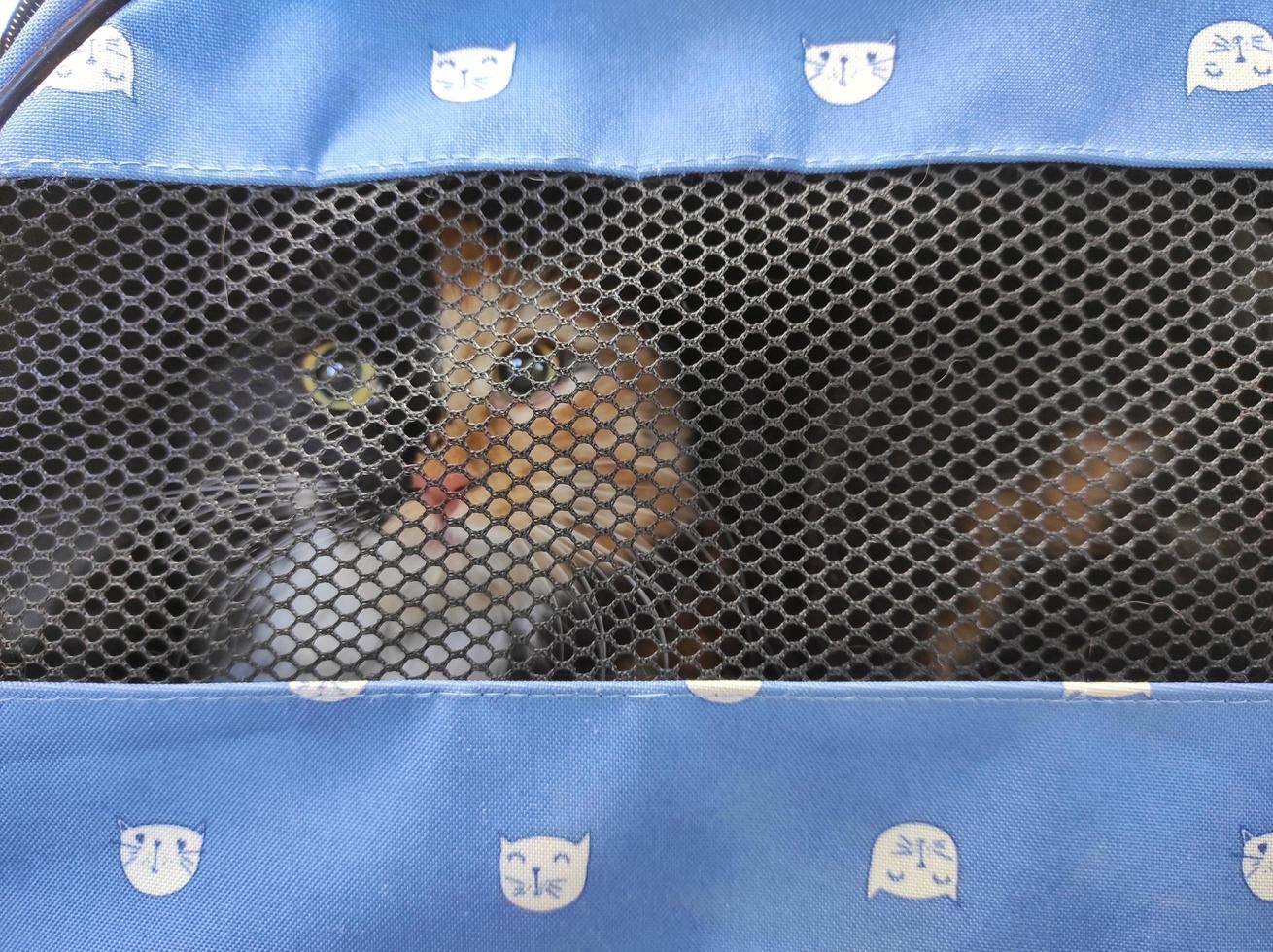 the cat in the carrier looks through the net photo