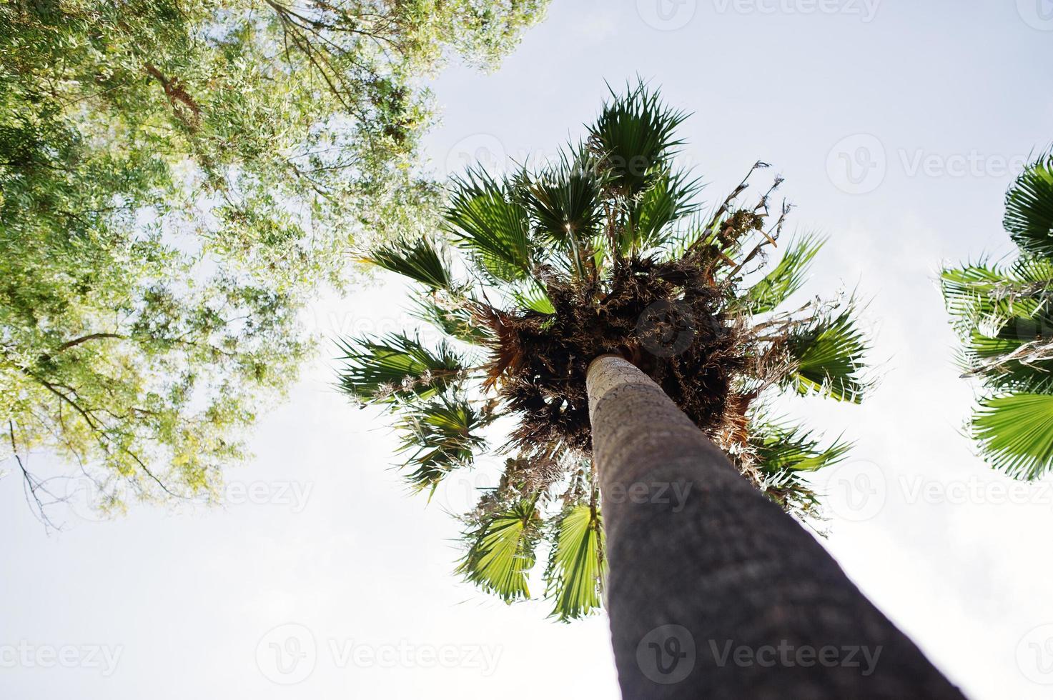 Photo from the bottom of the palm tree trunk. Light blue sky on the background.