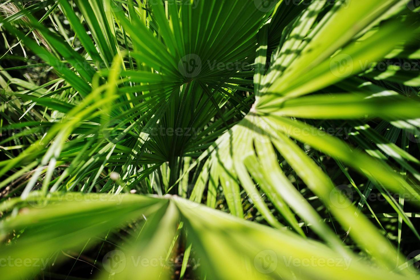 Close-up photo of vibrant green tropical palm leaves.
