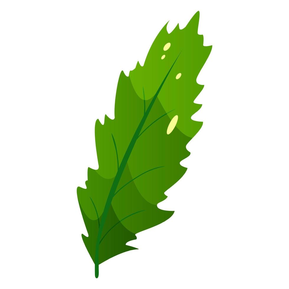 Tropical leaf for design and decoration. vector