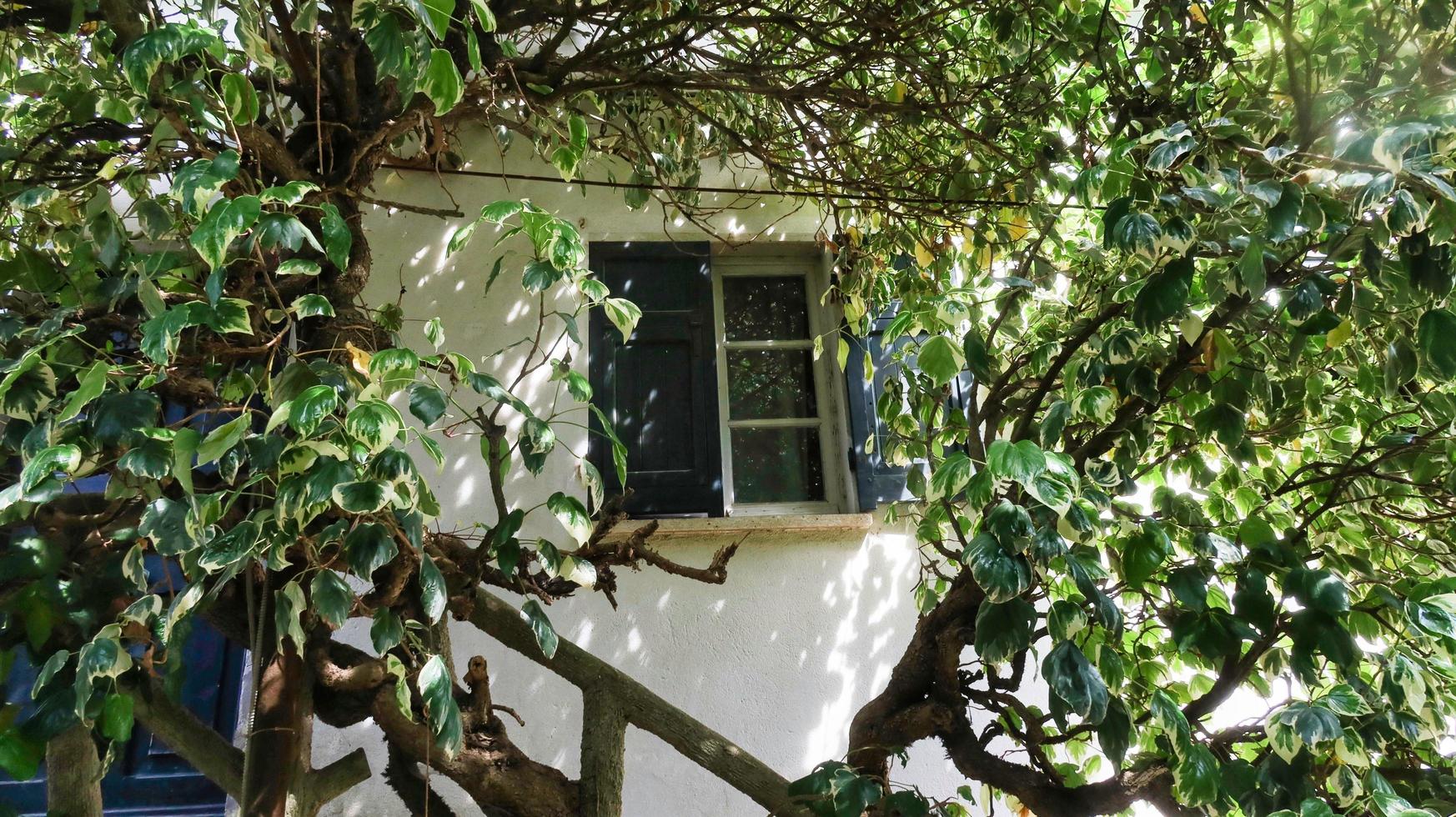 a window with shutters of a Ligurian village looks out immersed in the greenery of a splendid spring day in 2022 photo