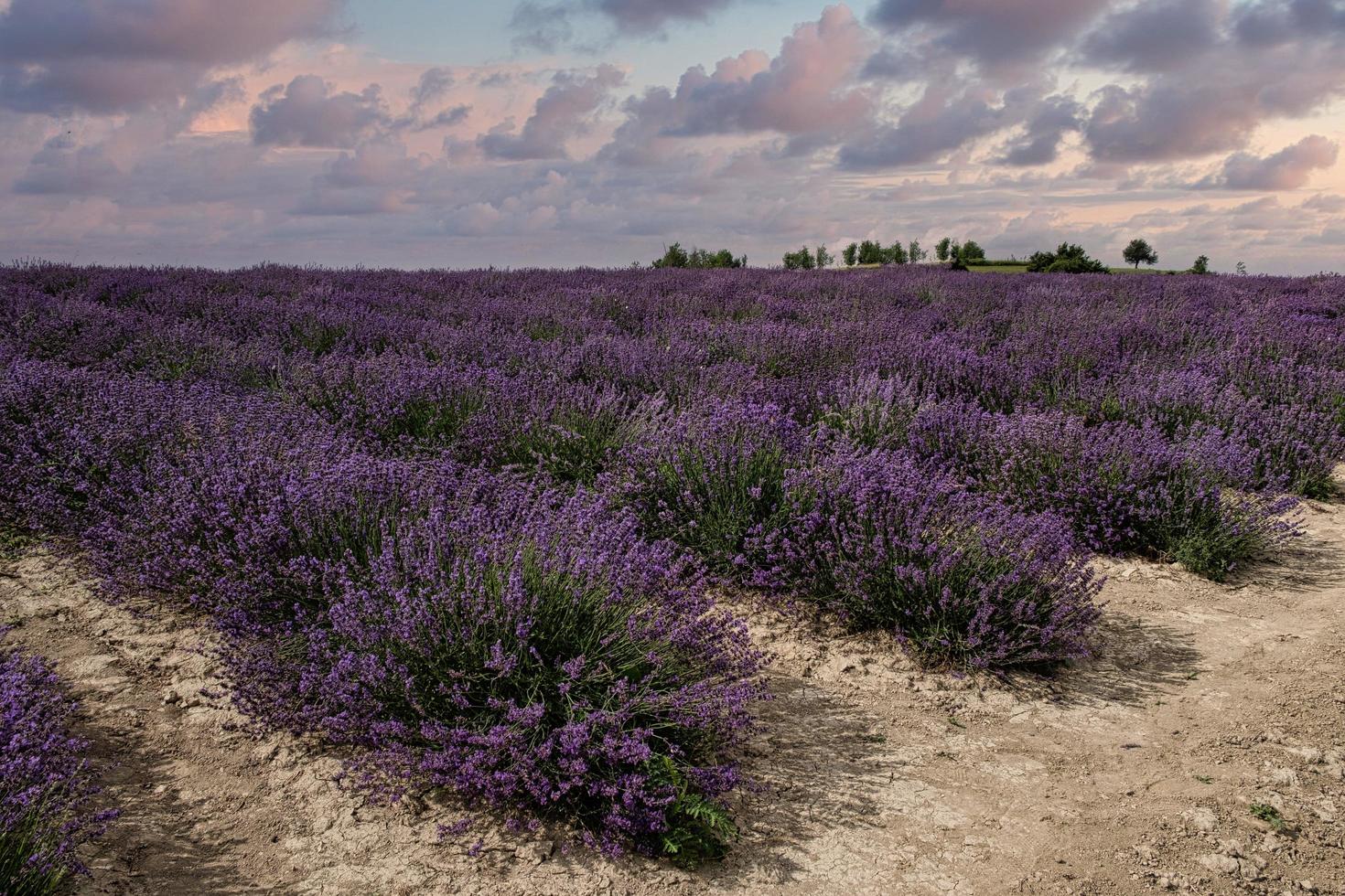 the intense purple of Langhe salt lavender, in the Piedmontese Langhe. In June 2022 photo