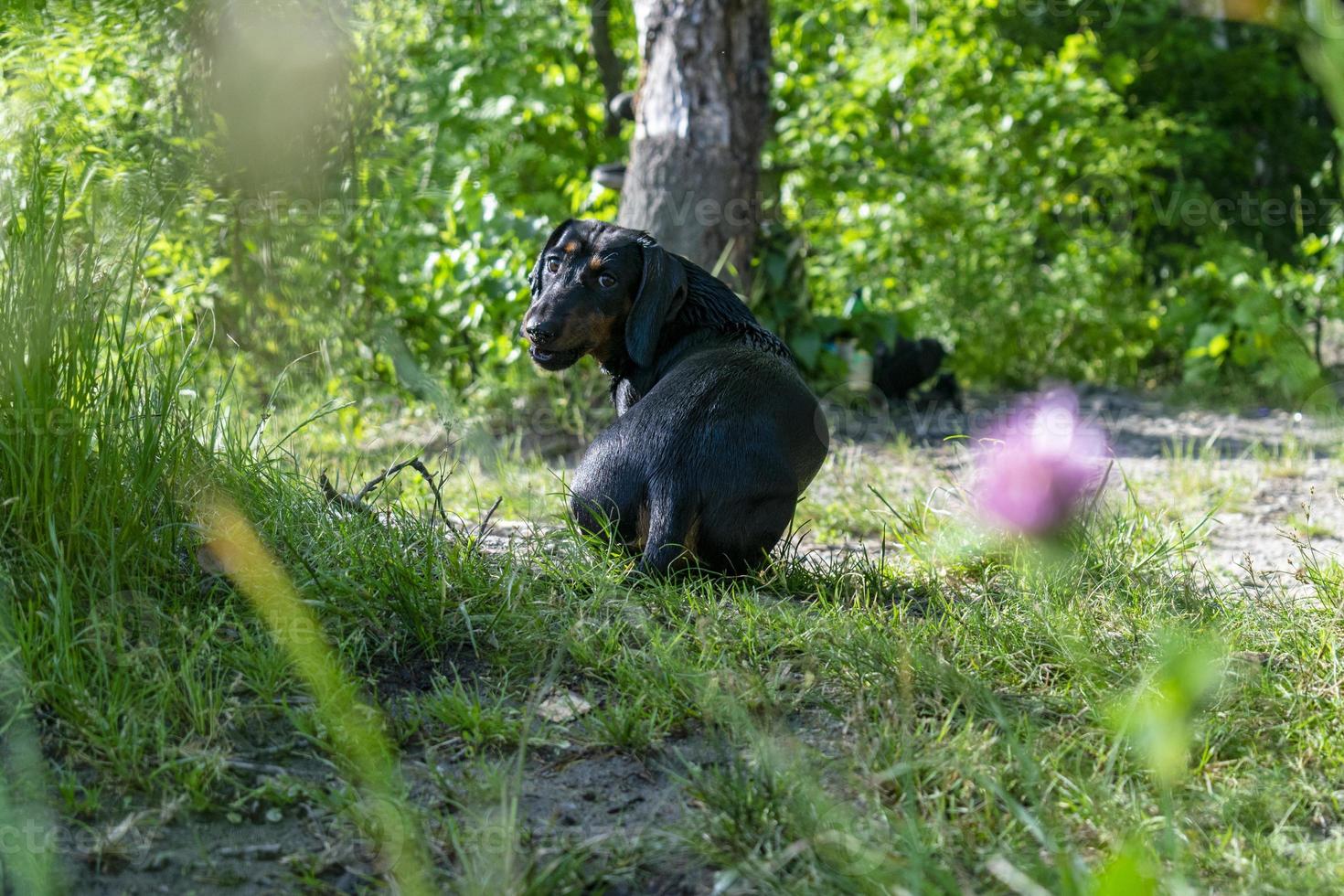 Dachshund puppy close up portrait. photo