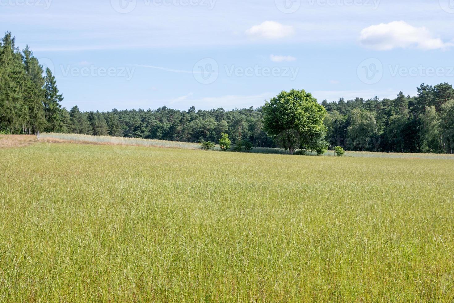 corn field in the early summer at a sunny day photo