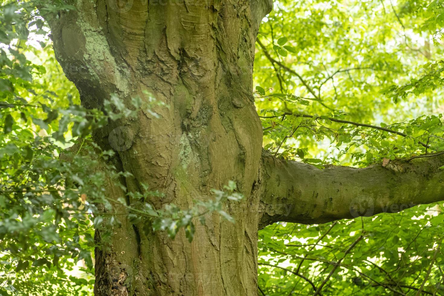 tree trunk with leaves photo