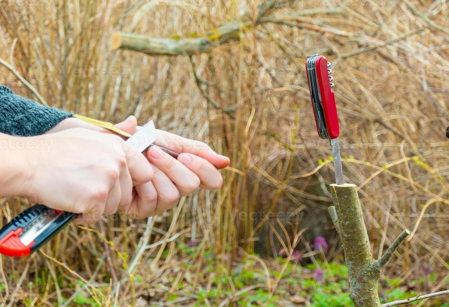 grafted fruit tree in an orchard photo