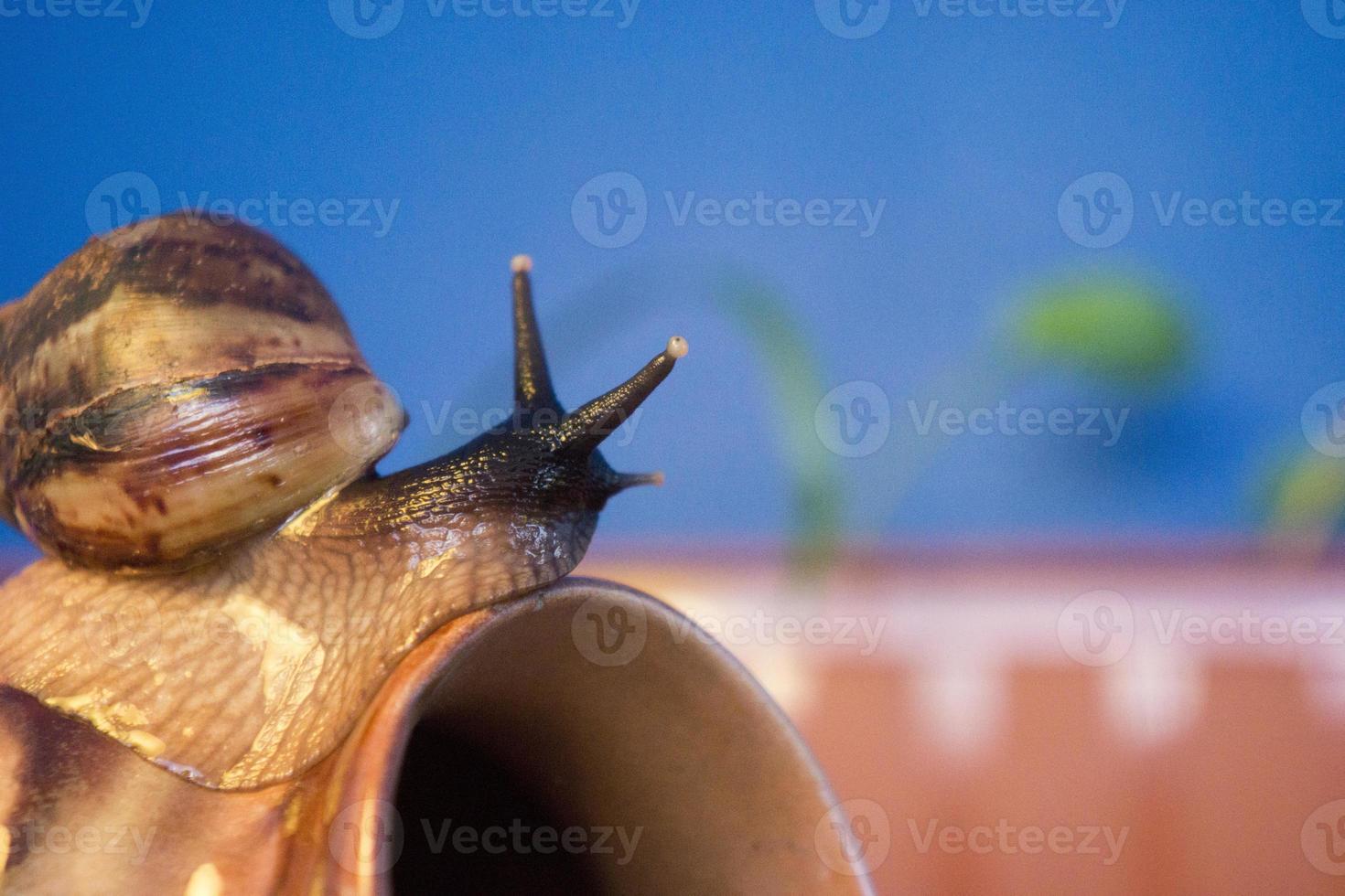 giant snail on clay pot sleep background foliage home plants photo