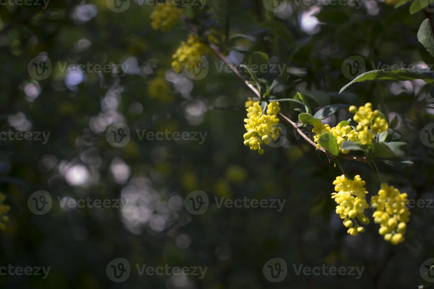 Soft focus of beautiful spring flowers Berberis thunbergii Atropurpurea blossom. Macro of tiny yellow flowers of barberry on background of elegant bokeh purple foliage. Nature concept for design. photo