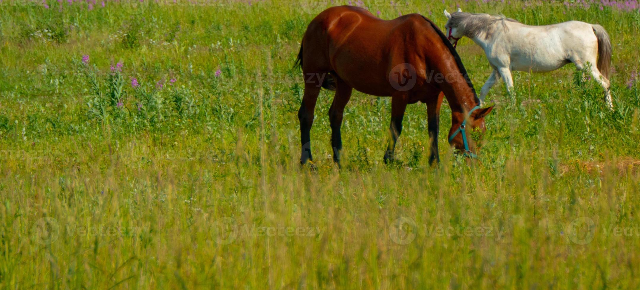 horse in the wild photo