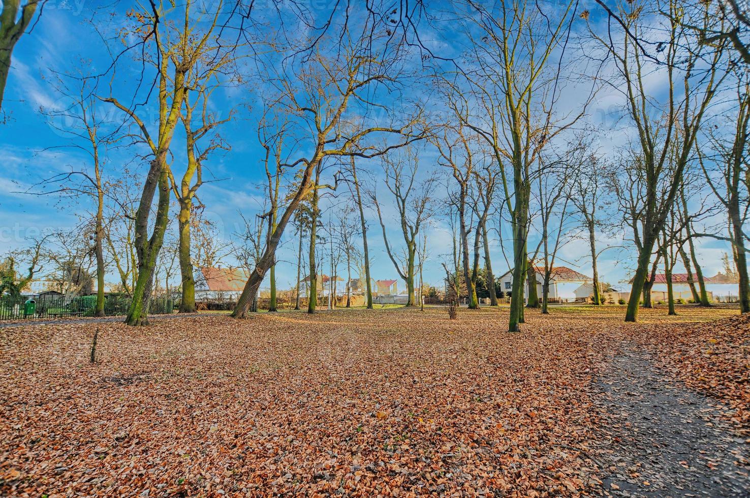 Park with leaves in Wschowa photo