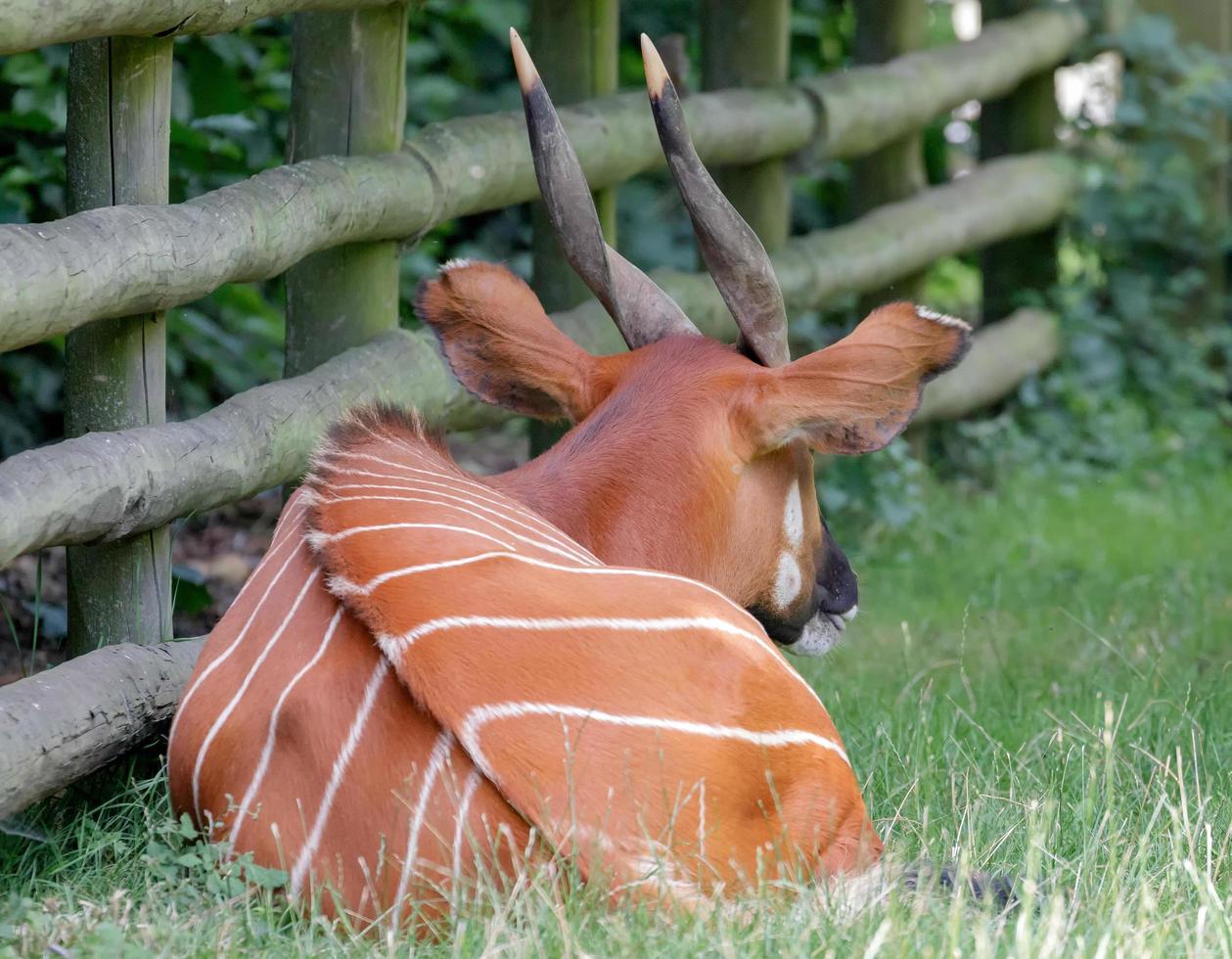 Littlebourne, Kent, Reino Unido, 2014. Bongo oriental recostado sobre la hierba foto