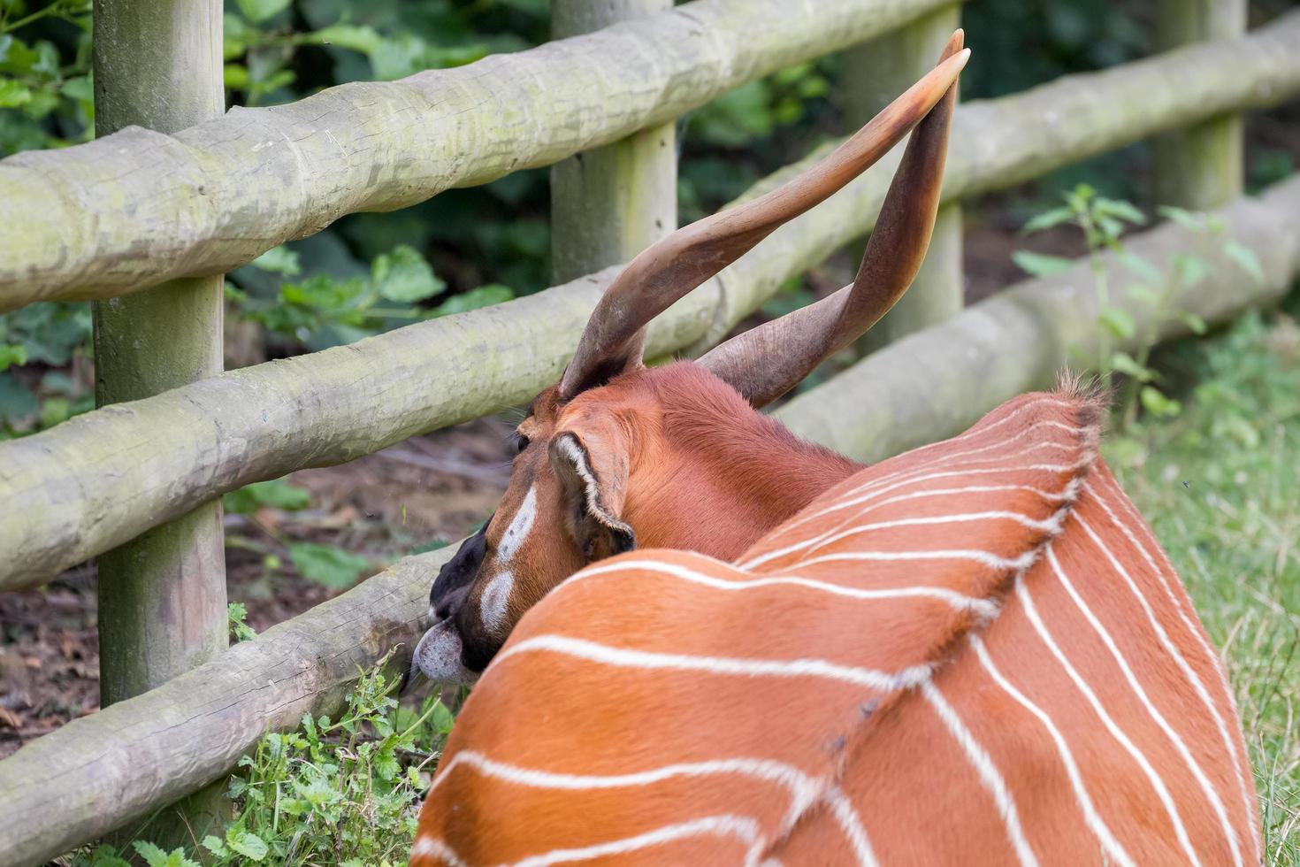 Littlebourne, Kent, UK, 2014. Eastern Bongo photo