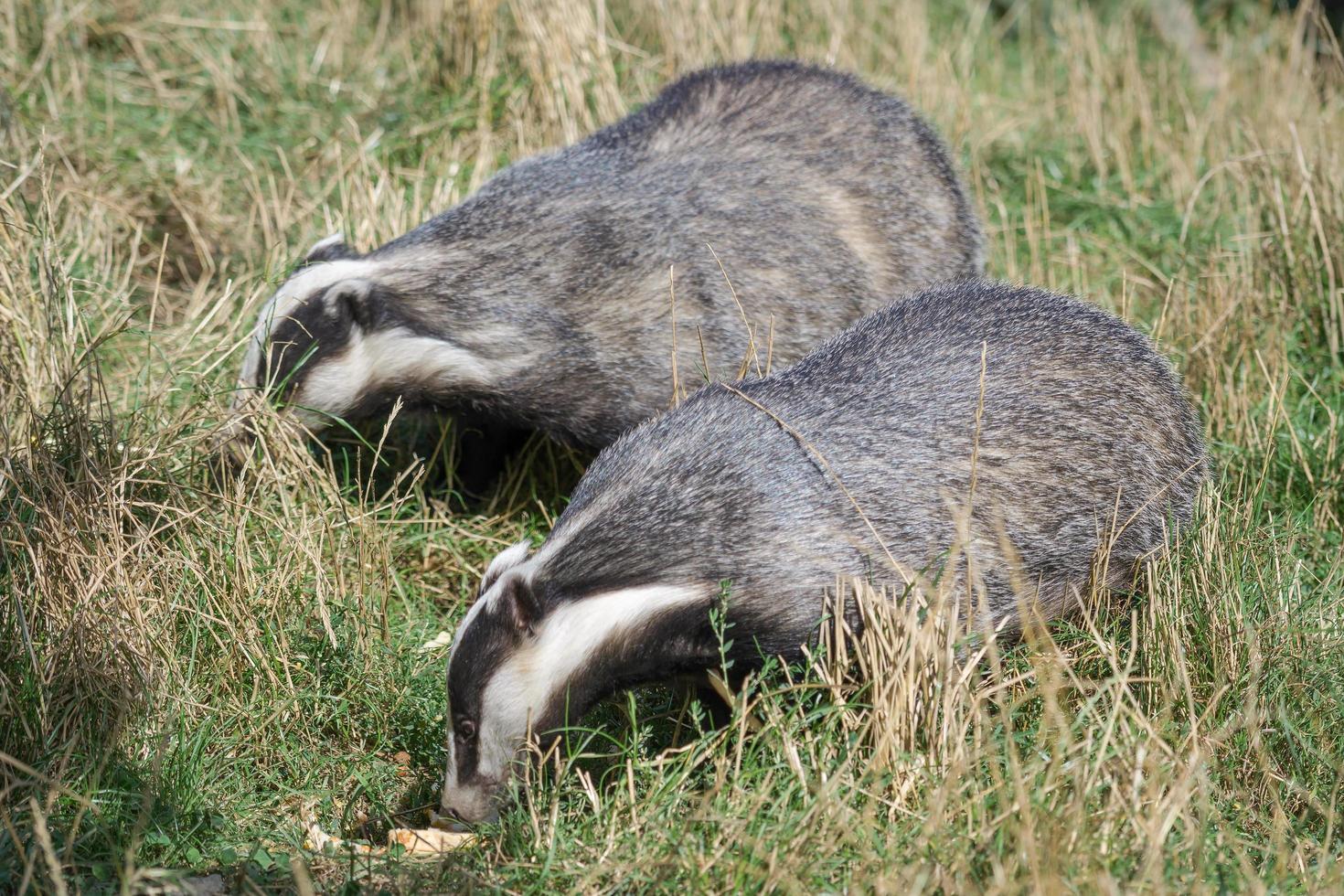 Felbridge, Surrey, 2014. A pair of European Badgers feeding photo