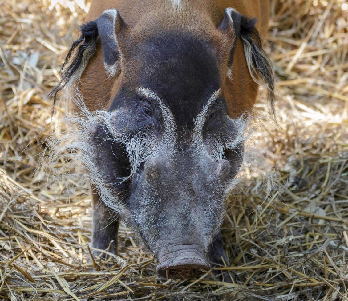 Littlebourne, Kent, UK, 2014. Red River Hog photo
