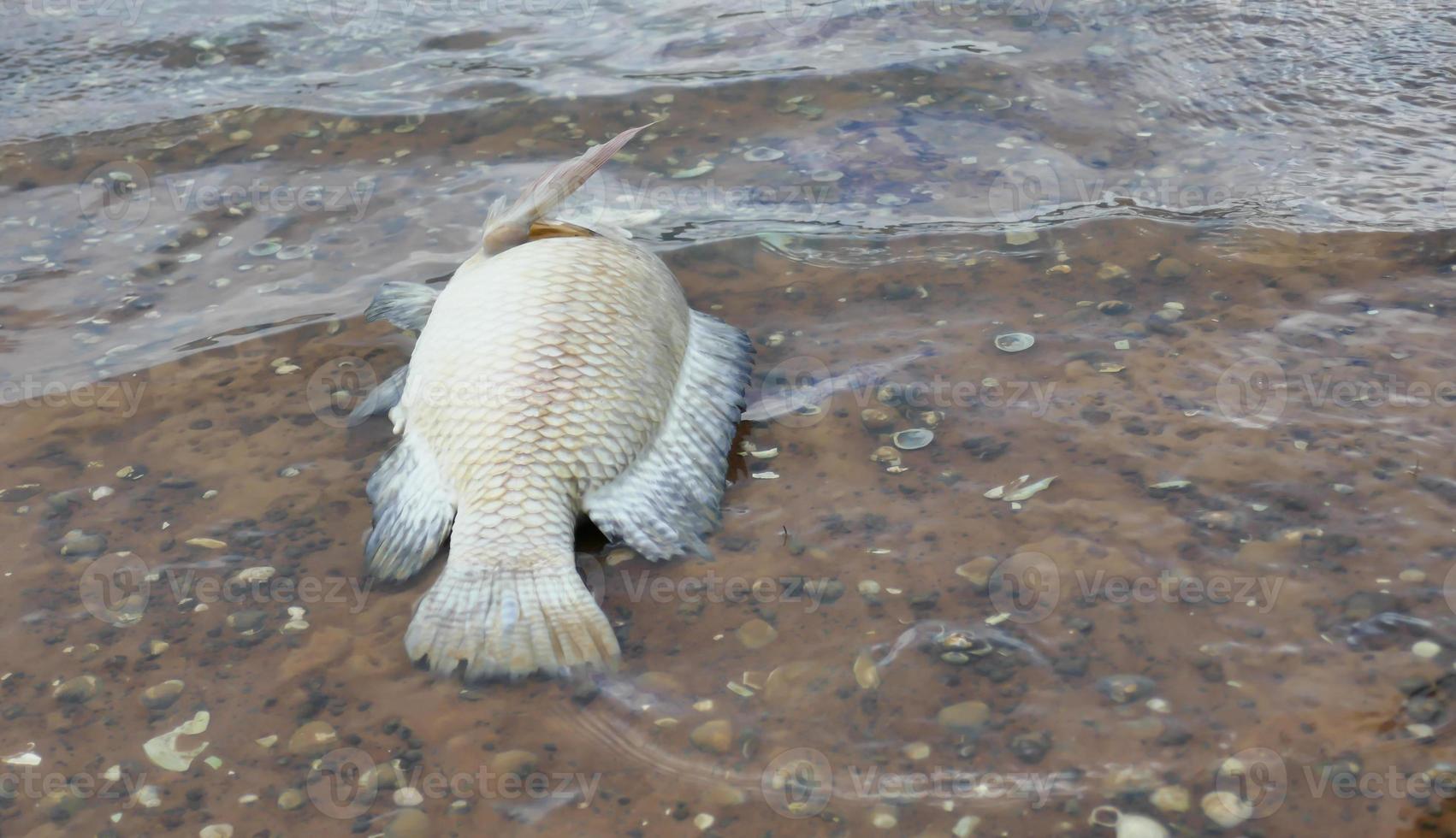 fish die from wastewater environmental protection concept photo