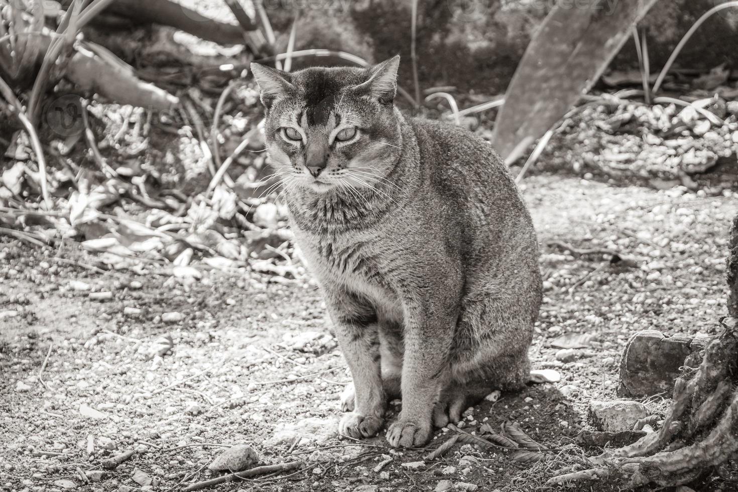 Beautiful cute cat with green eyes in tropical jungle Mexico. photo