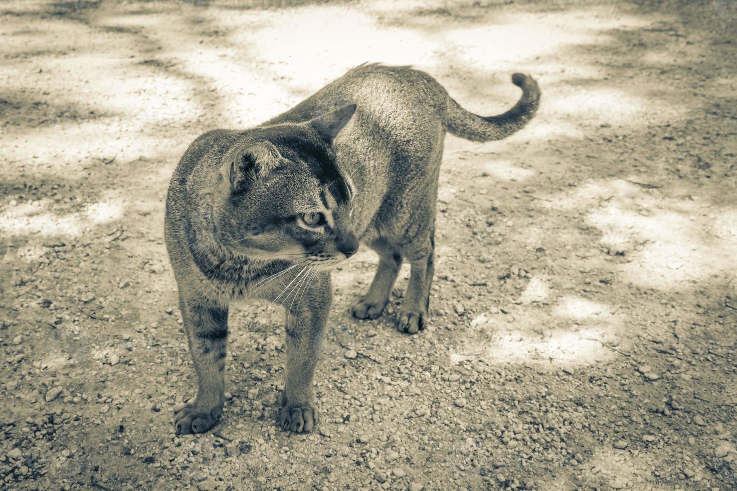 Beautiful cute cat with green eyes in tropical jungle Mexico. photo