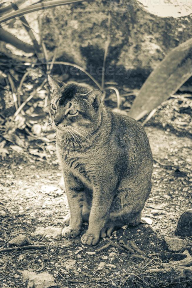 hermoso gato lindo con ojos verdes en la selva tropical de México. foto