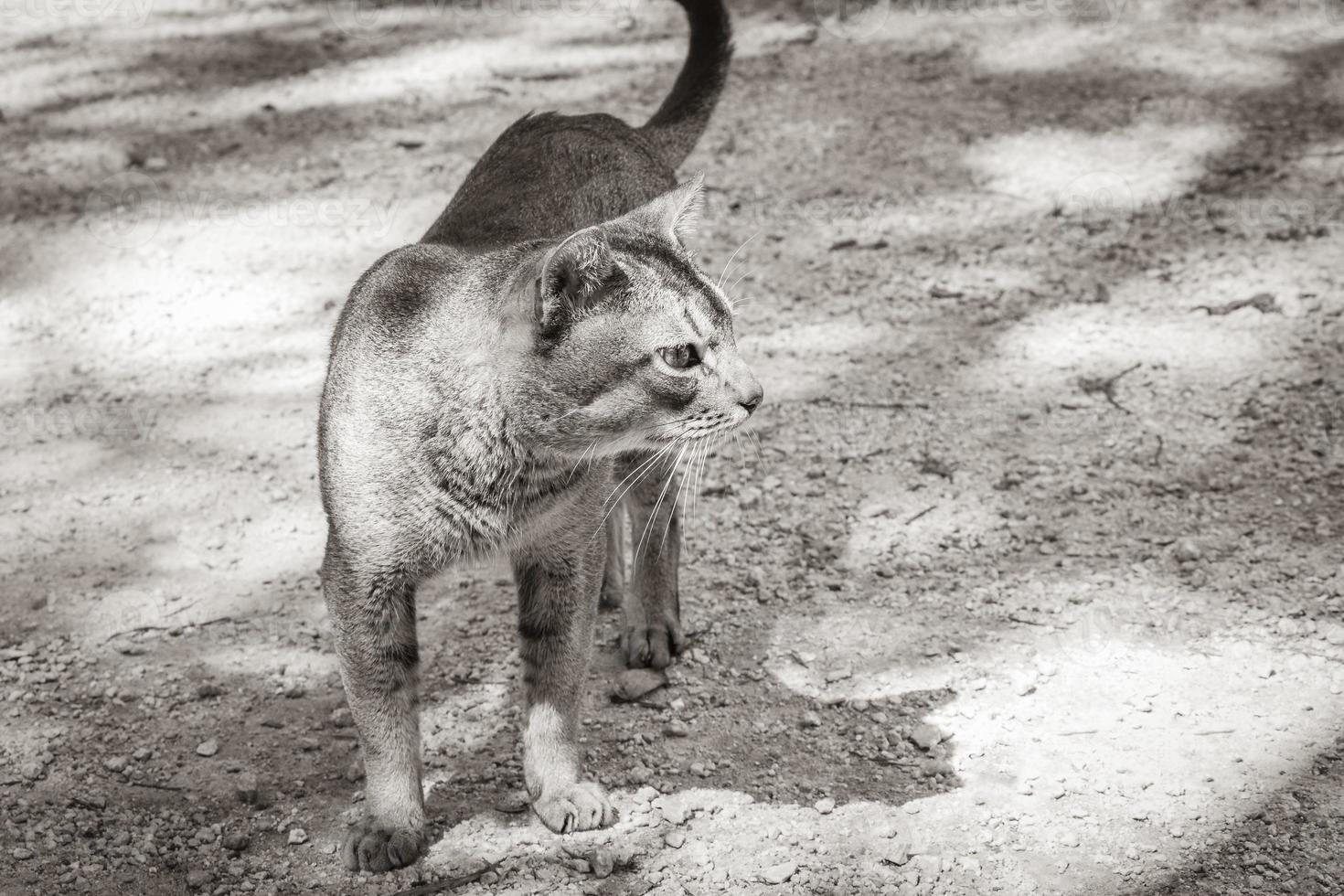 Beautiful cute cat with green eyes in tropical jungle Mexico. photo