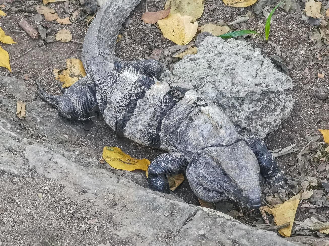 iguana en roca tulum ruinas maya sitio templo pirámides méxico. foto