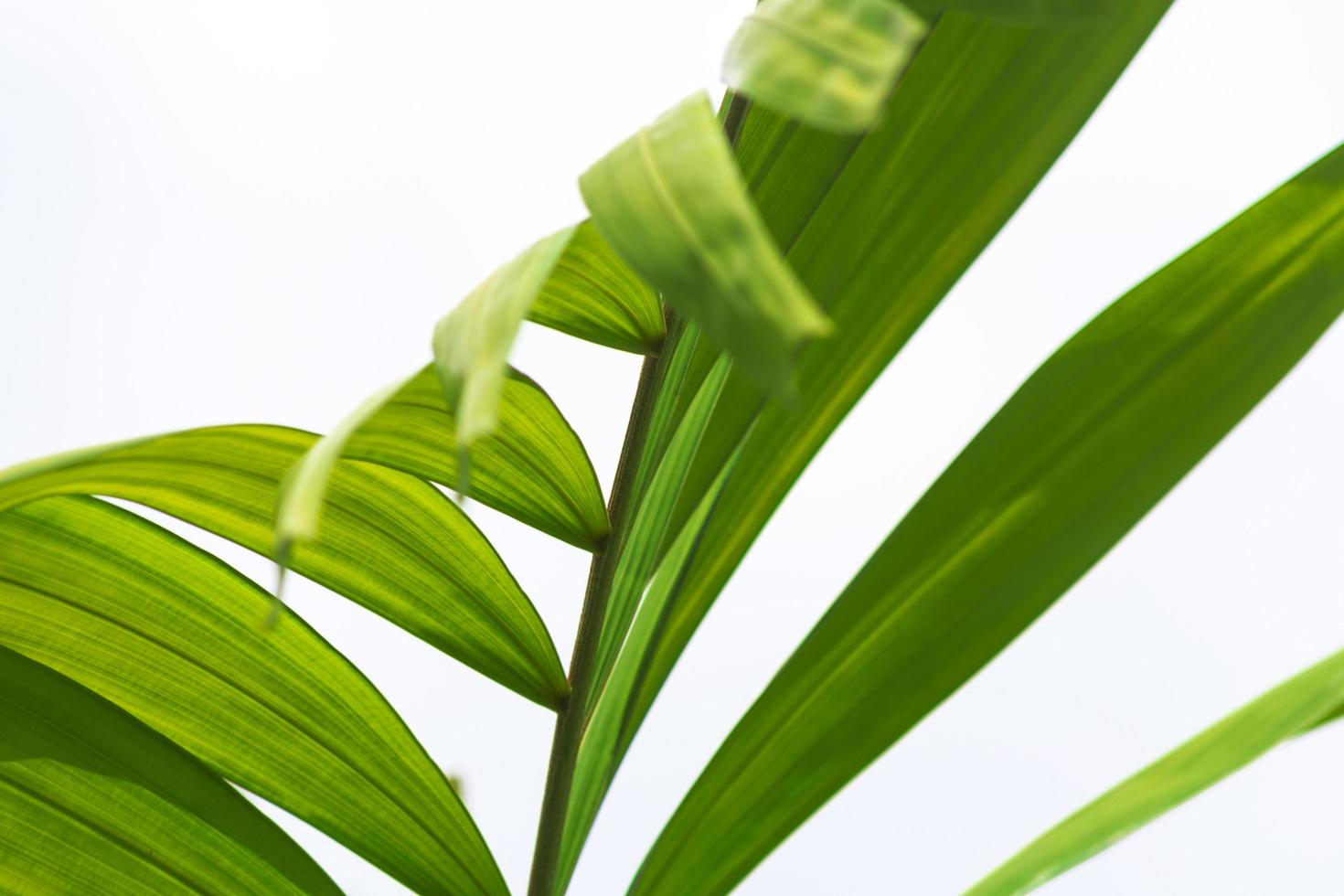 Palm leaves against white background. Lent Season and Holy Week concept. photo