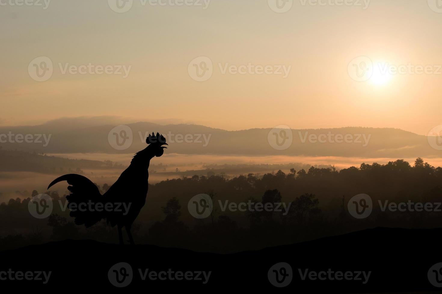 Silhouettes rooster crows in the morning photo