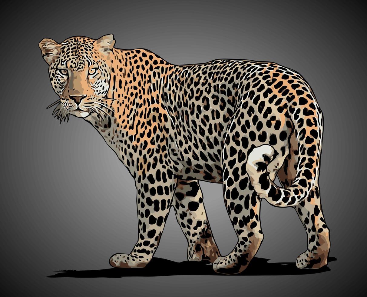 leopard walking side view vector