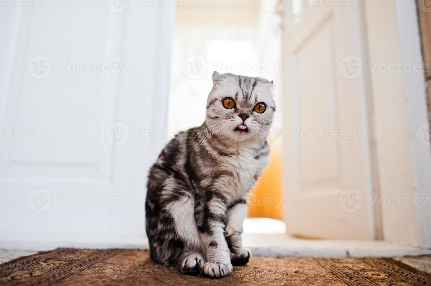 Close-up photo of a scottish fold kitten.