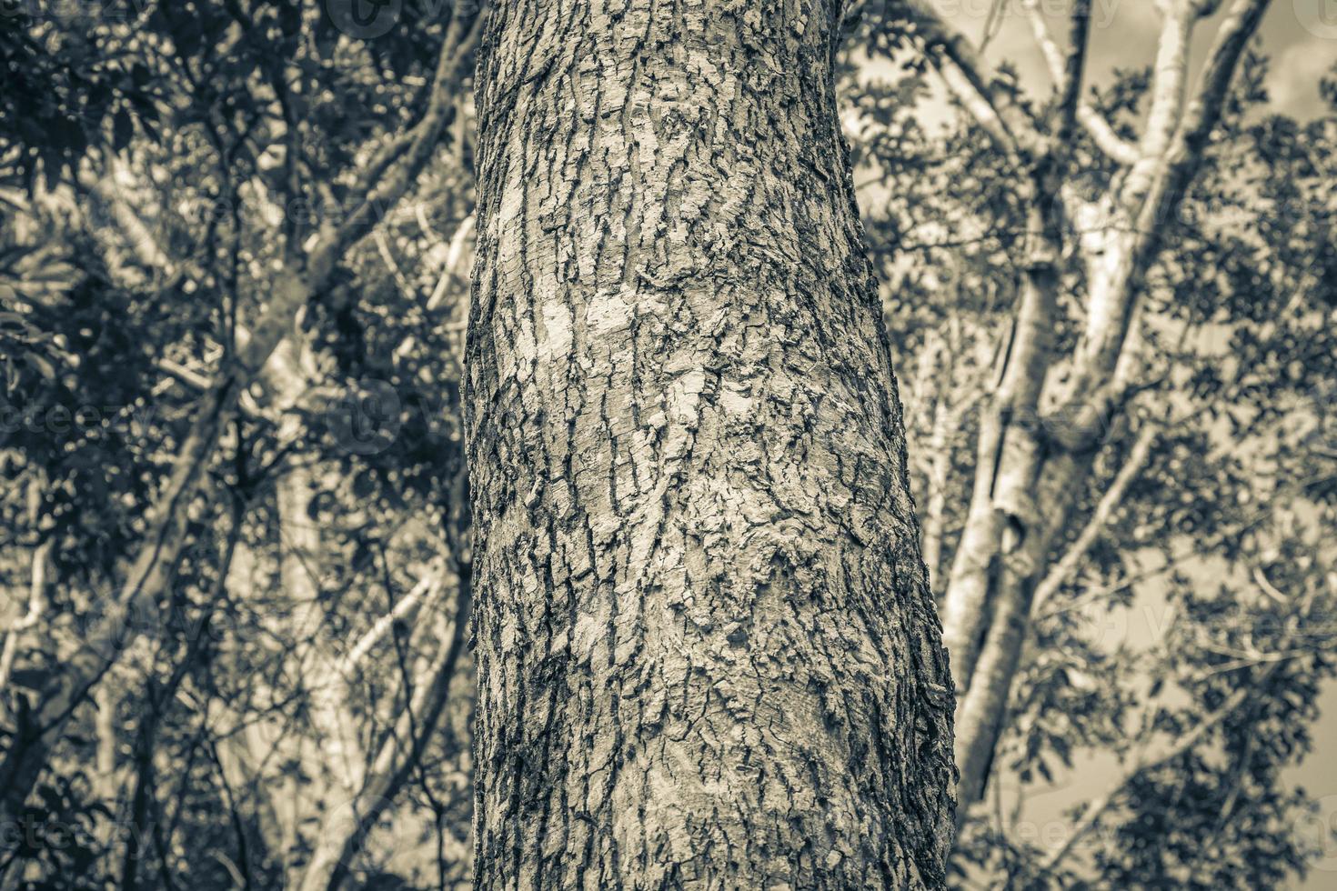 textura de corteza de árbol tropical en la selva natural de México. foto