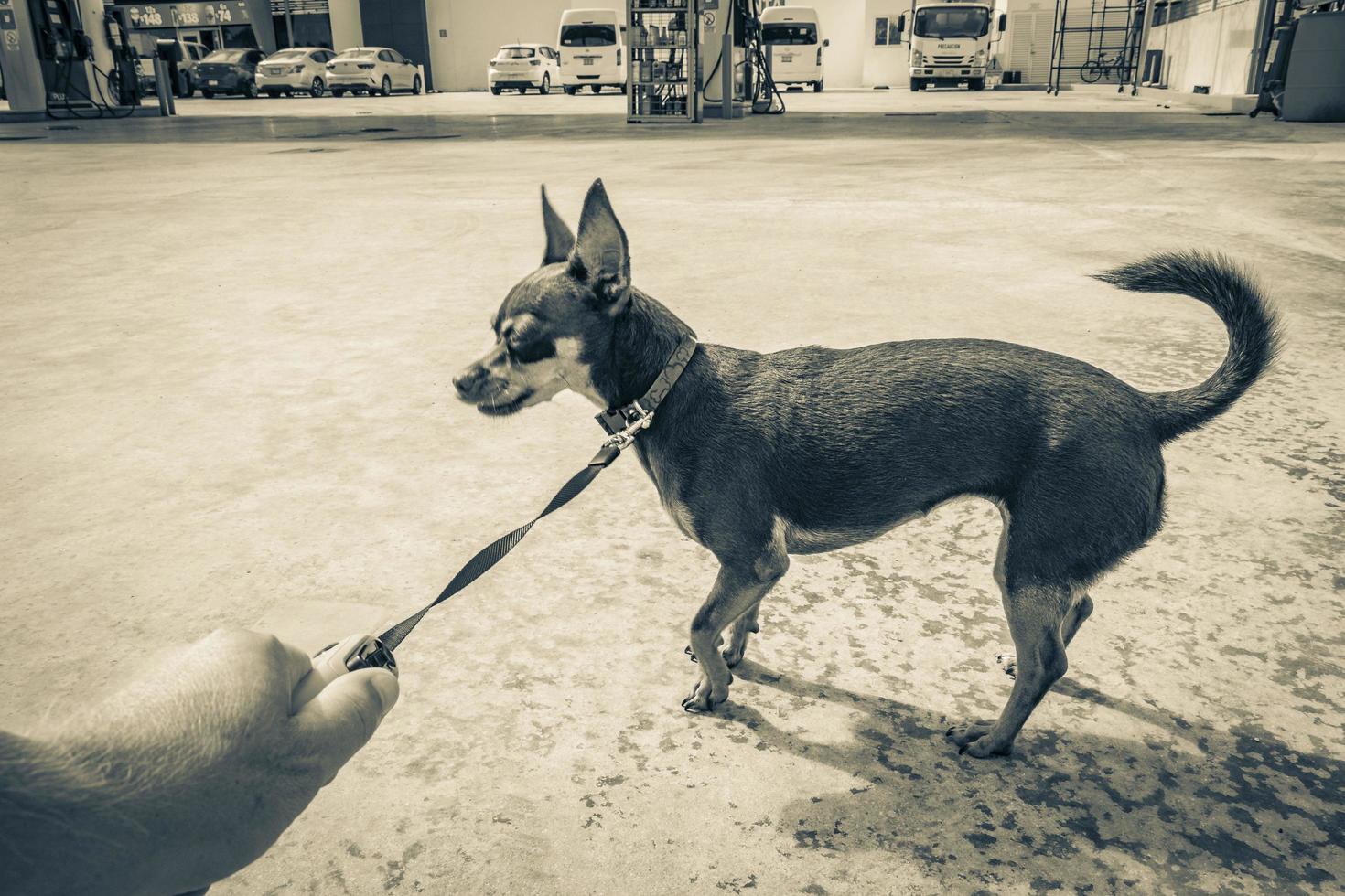 Puerto Aventuras Quintana Roo Mexico 2022 Dog on leash waiting at Gulf petrol gas station Mexico. photo