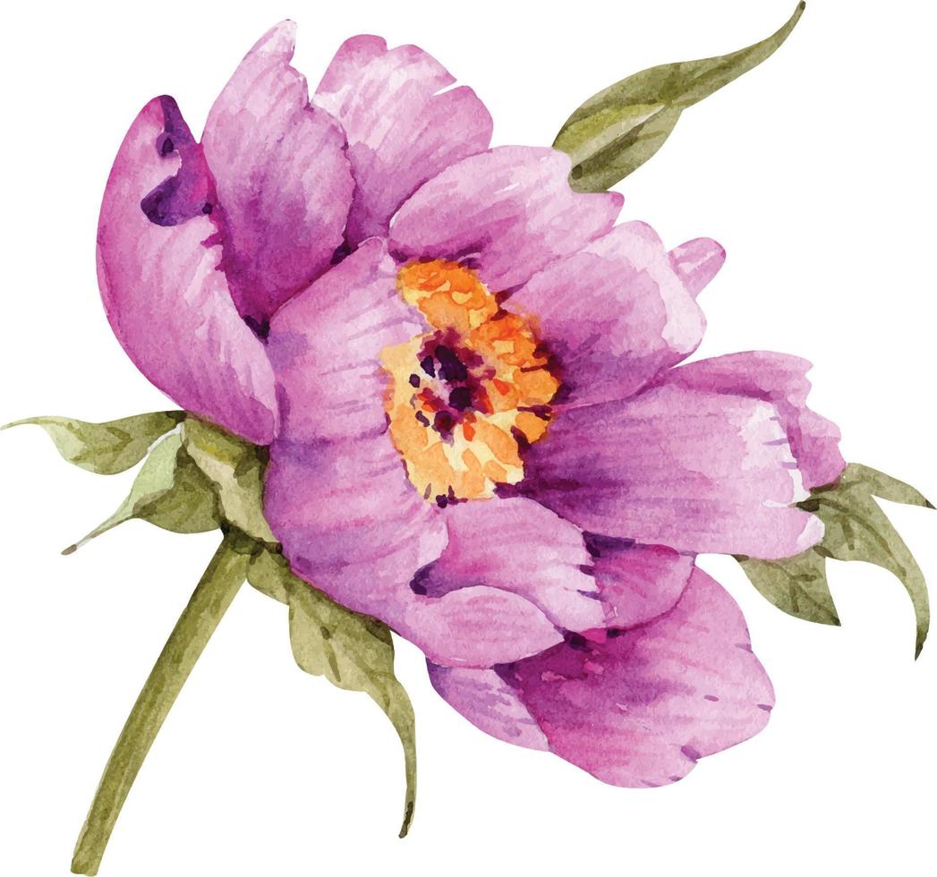 pink peony flower illustration watercolor. vector