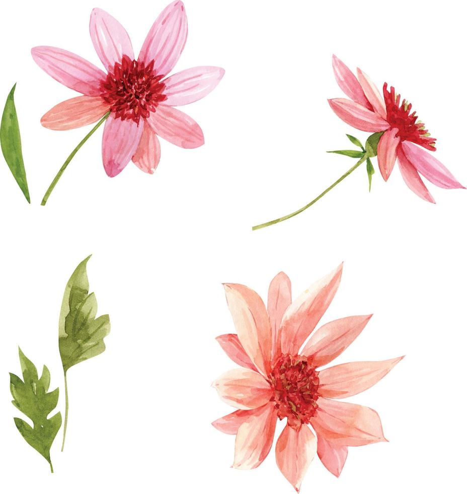 set of watercolor illustrations of pink flowers on a white background. vector