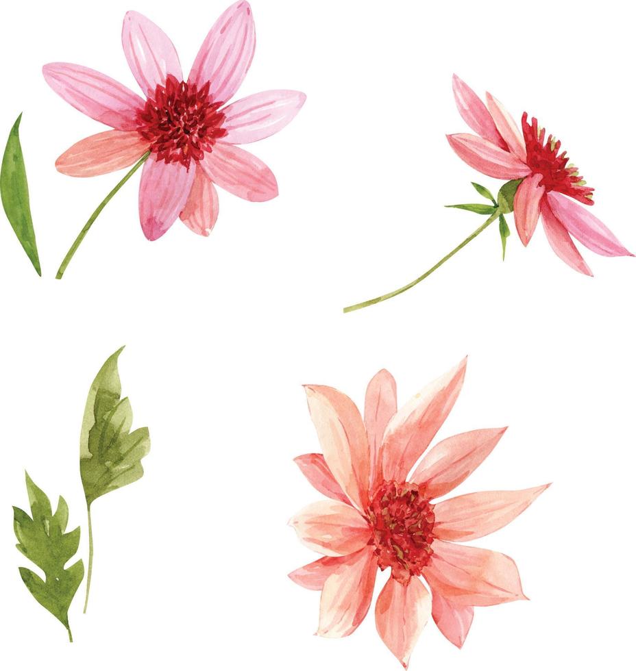 conjunto de ilustraciones en acuarela de flores rosas sobre un fondo blanco. vector