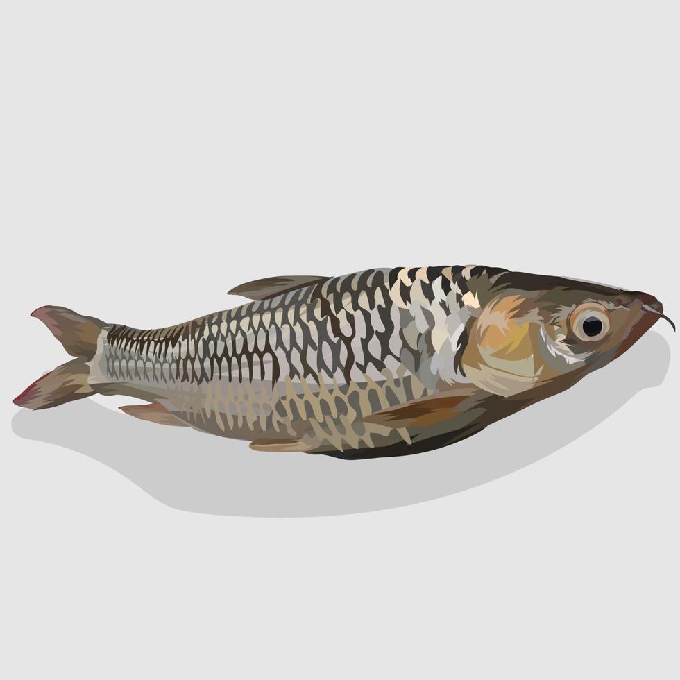 Grey mullet fish realistic hand drawn vector