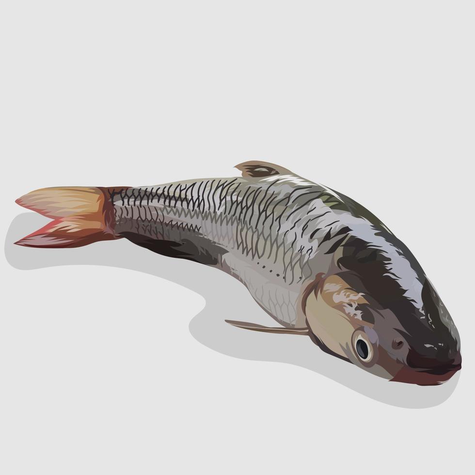 vector dibujado a mano realista de pescado salmonete gris