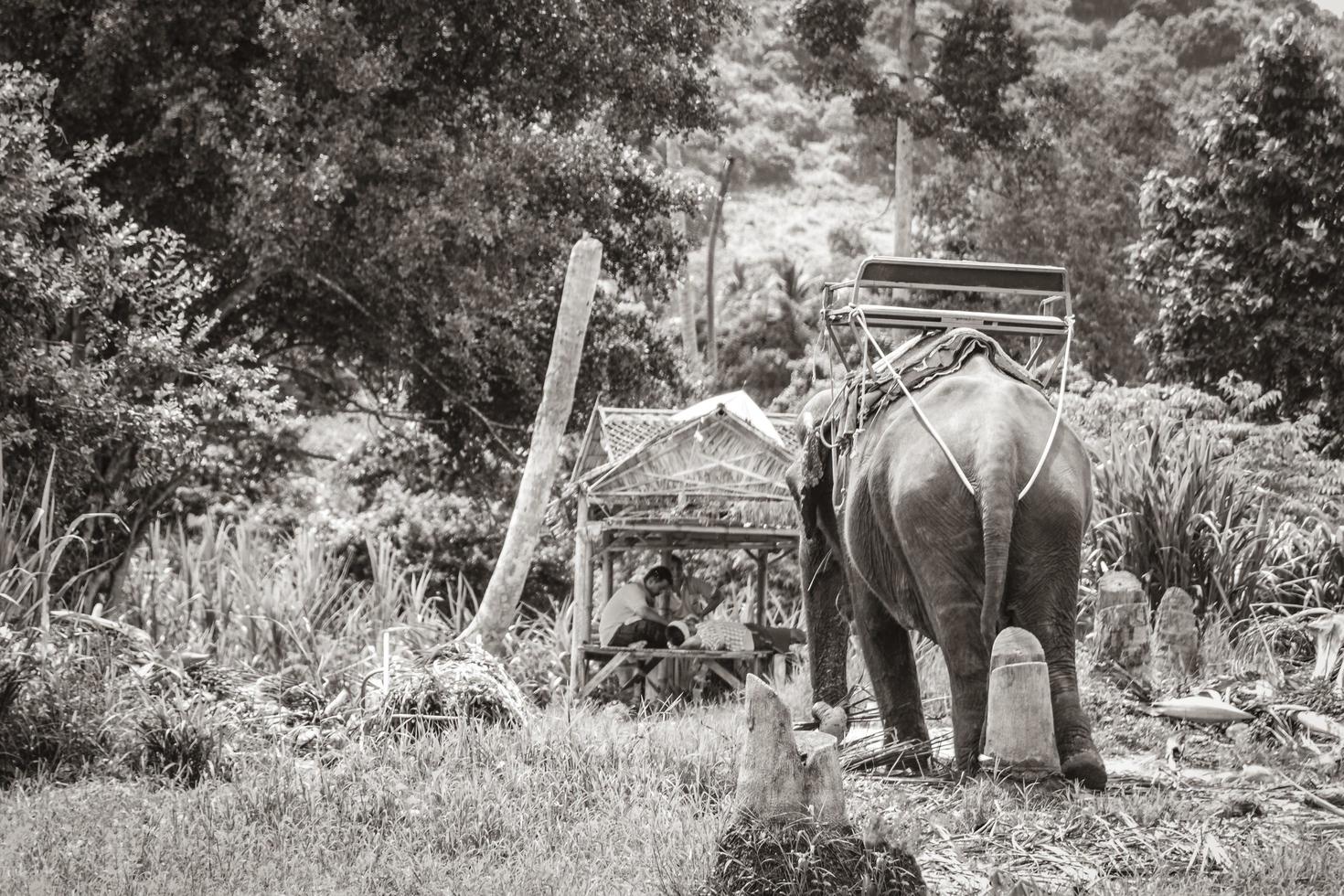 Koh Samui Surat Thani  Thailand 2018 Asian elephants for riding tropical rainforest park Koh Samui Thailand. photo