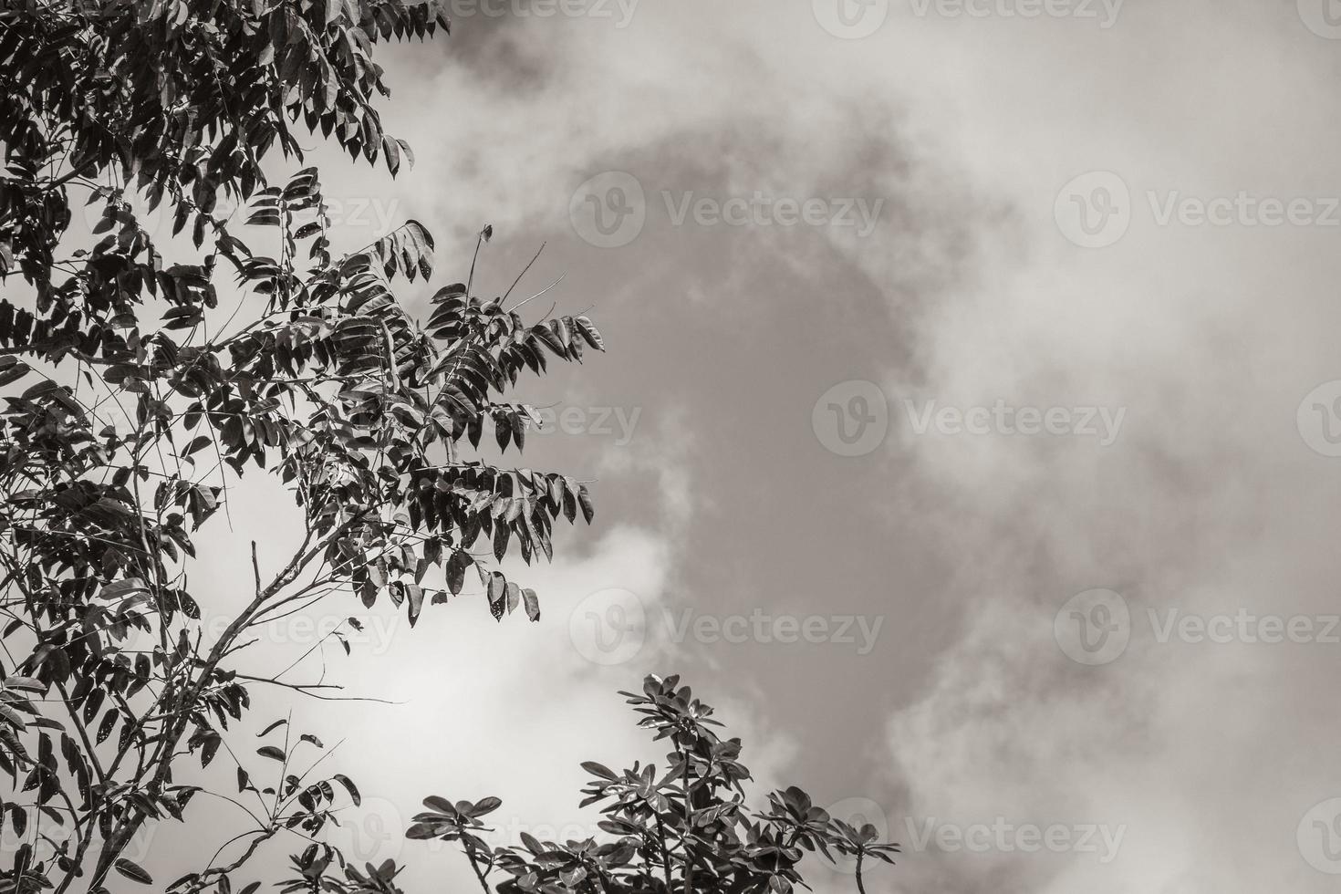 Tropical plants at natural jungle forest Puerto Aventuras Mexico. photo