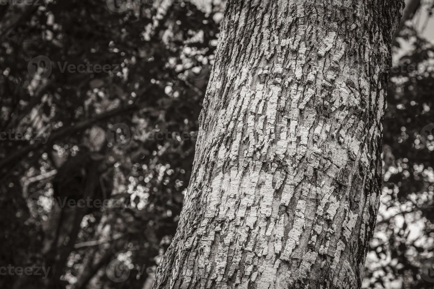 Tropical tree bark texture in natural jungle Mexico. photo