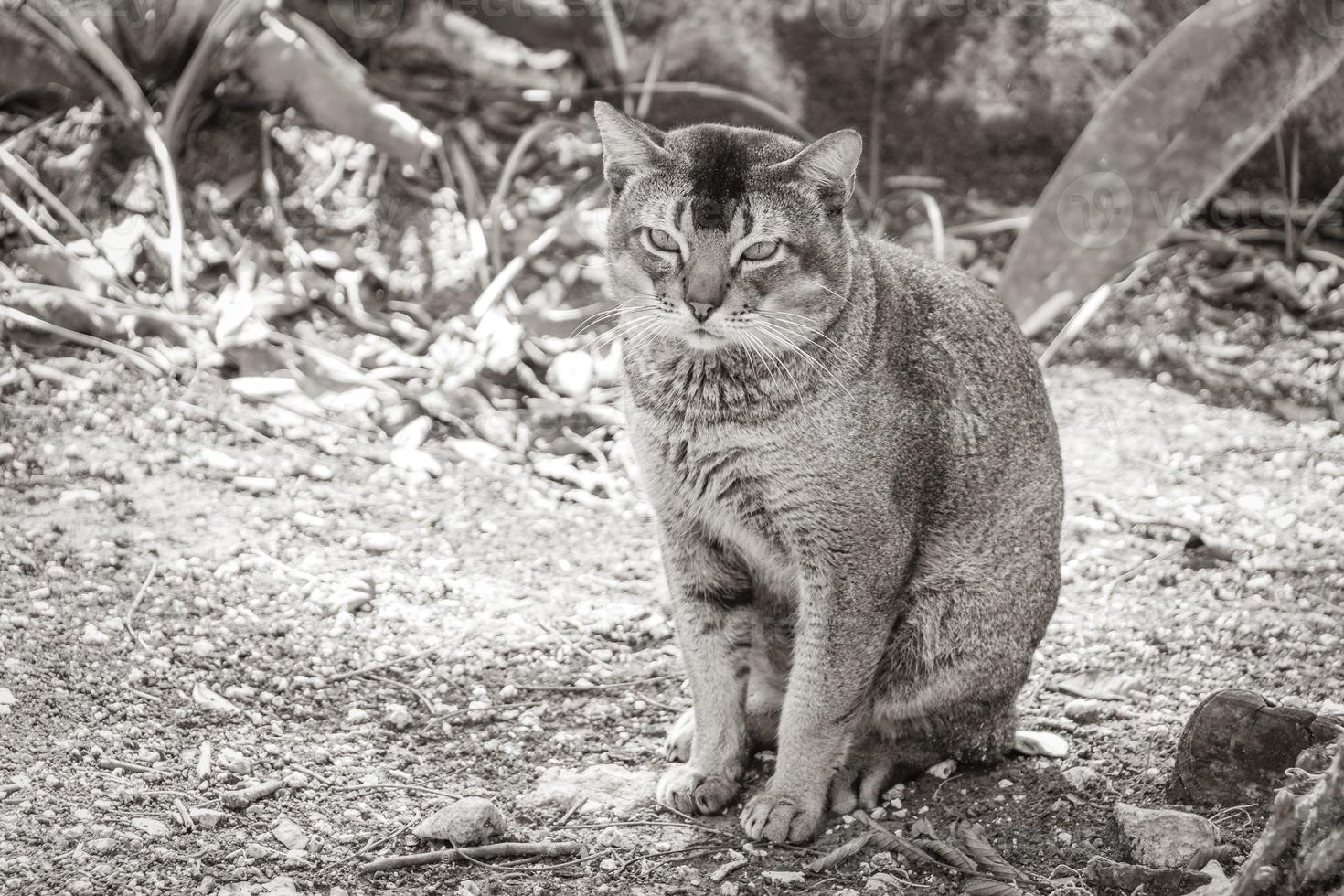 Beautiful cute cat with green eyes in tropical jungle Mexico. photo