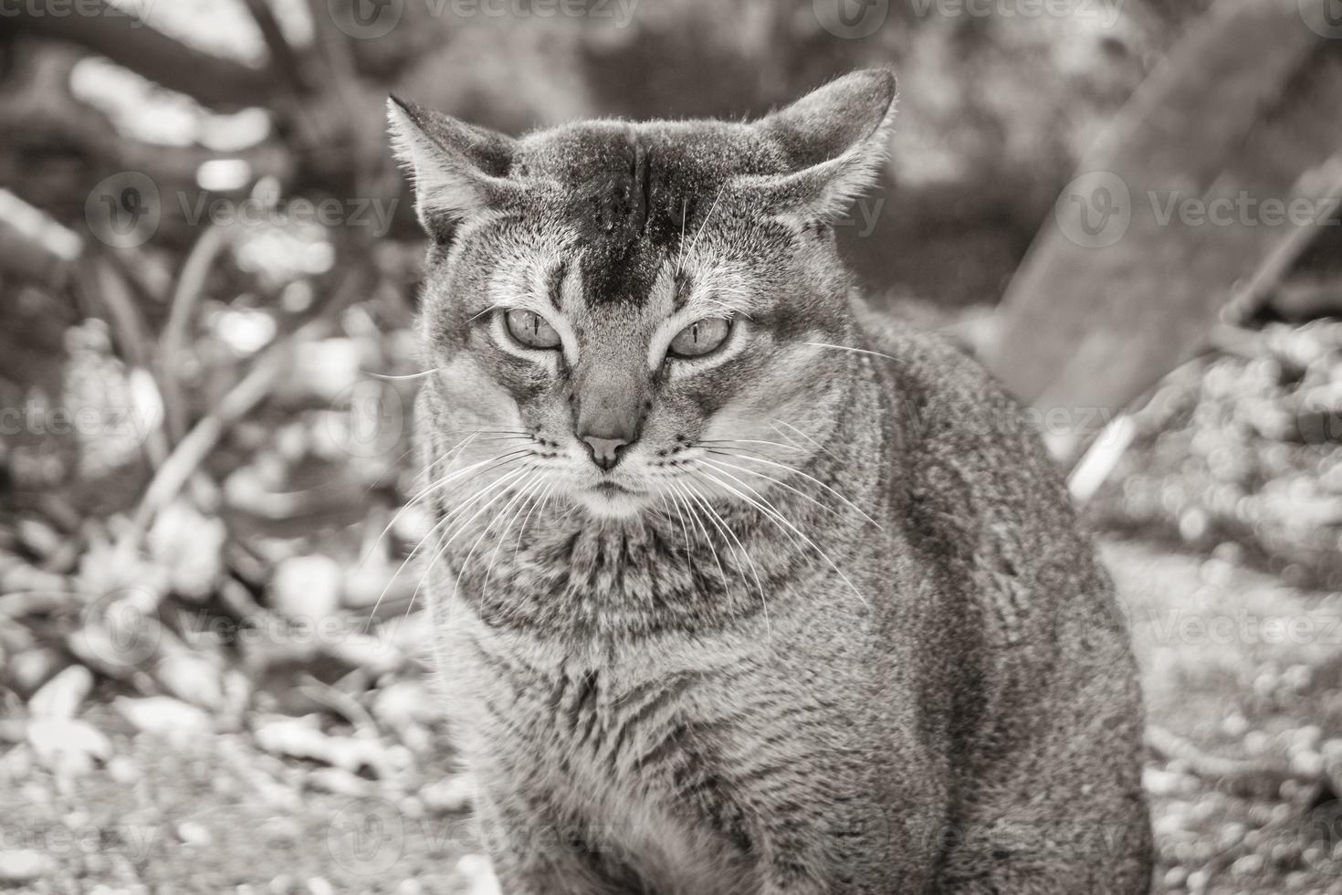 Beautiful cute cat with green eyes in tropical jungle Mexico. photo