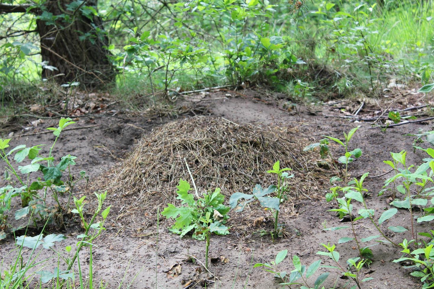 Ant hill with a lot of ants natural forest Germany. photo