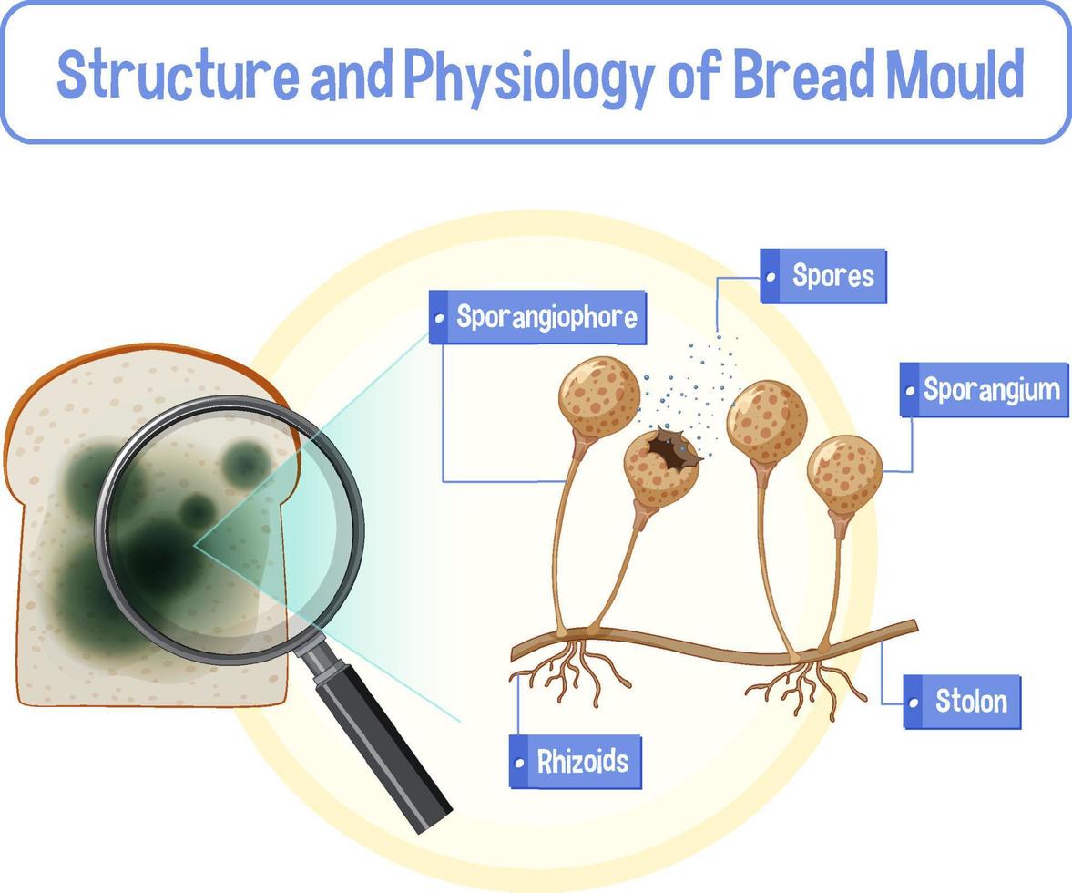 Structure and Physiology of Bread Mold vector